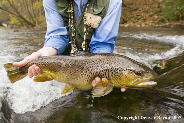 Close-up of nice brown trout.