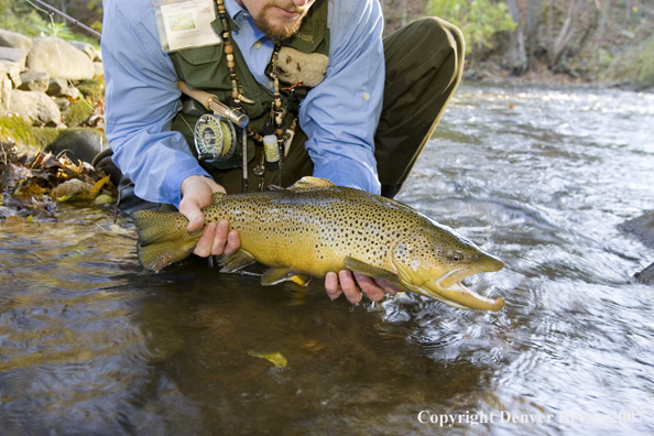 Close-up of nice brown trout.