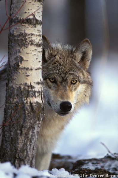 Gray wolf in winter habitat.