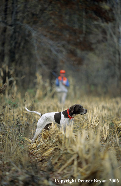Upland game bird hunter with dog hunting.