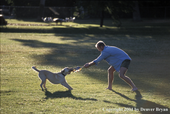 Man playing with yellow Labrador Retriever