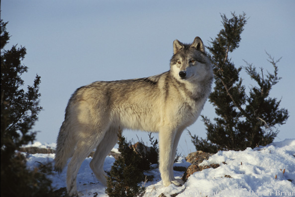 Gray wolf in winter habitat.