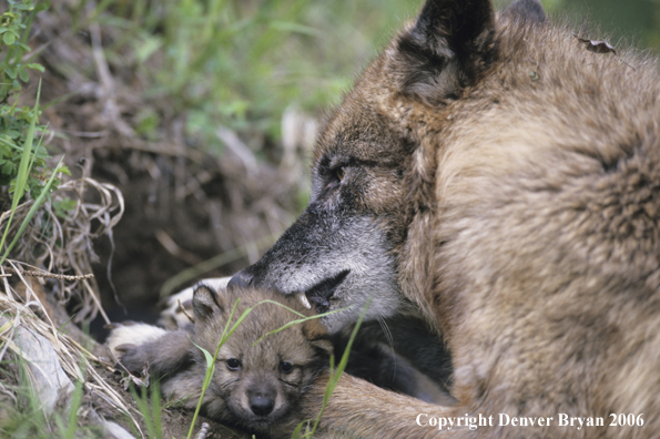 Gray wolf pup with adult wolf.