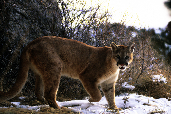 Mountain lion