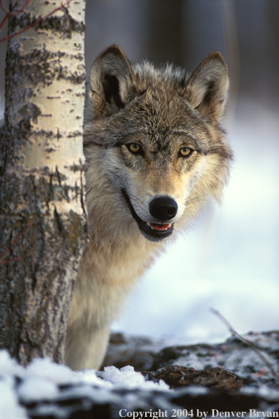 Gray wolf in winter habitat.