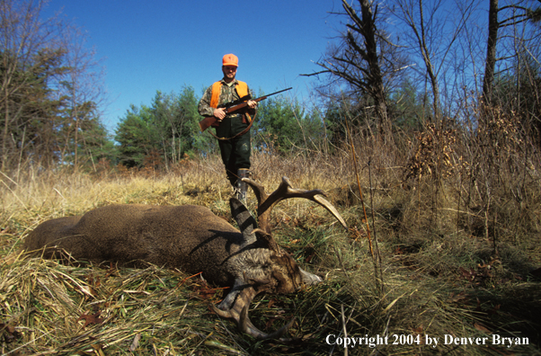 Hunter approaching downed white-tailed deer.