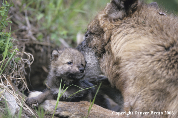 Gray wolf pup with adult wolf.