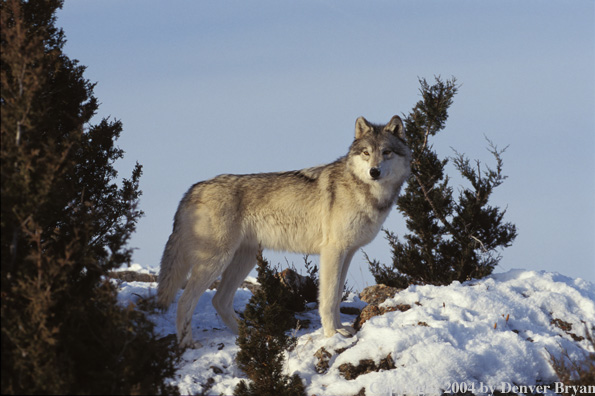 Gray wolf in winter habitat.