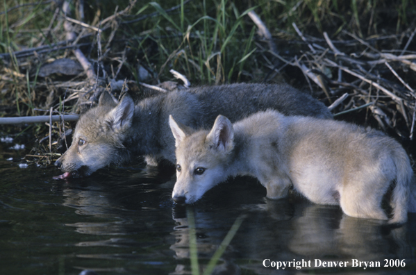 Grey wolf pups at river bank.