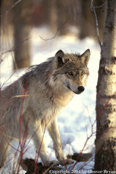 Gray wolf in winter habitat.