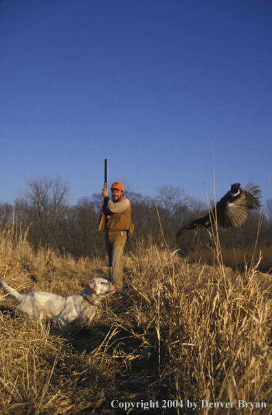 Upland bird hunter with English Setter flushing pheasant.