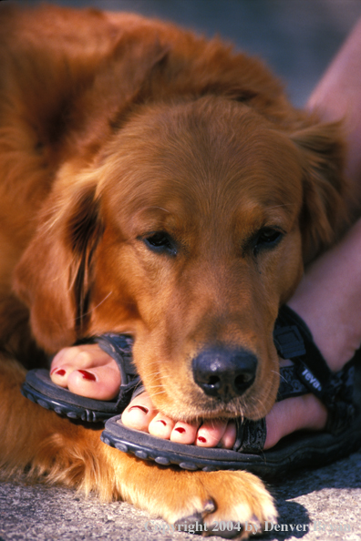 Golden Retriever with owner.