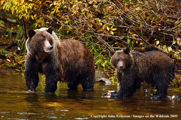 Brown/Grizzly Bear in habitat