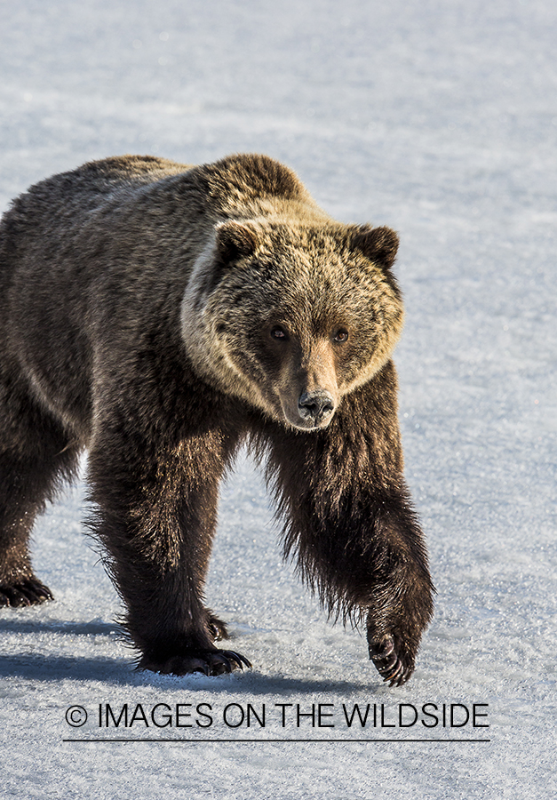 Grizzly Bear in winter habitat. 