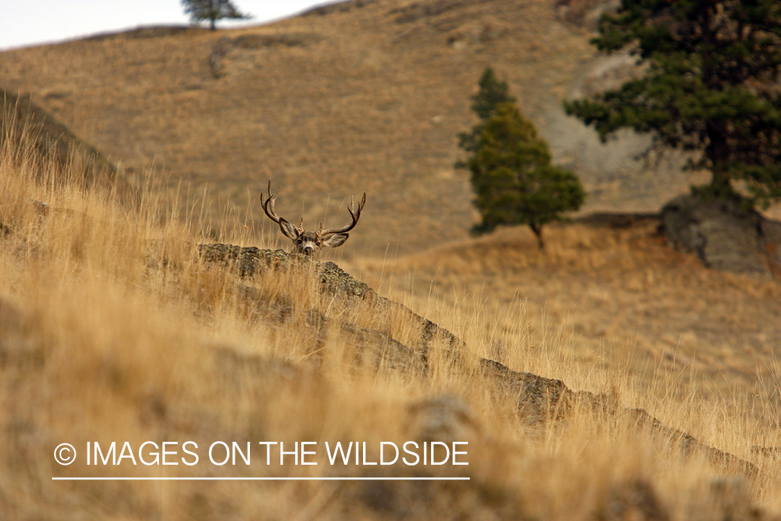Mule deer 