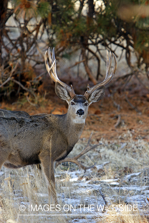 Mule deer 