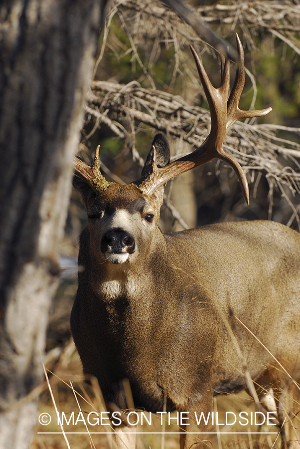 Mule deer 