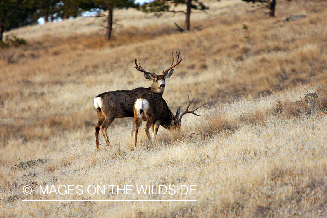 Mule Deer in Field