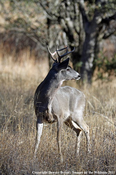 Coues white-tailed buck in field in Arizona. 