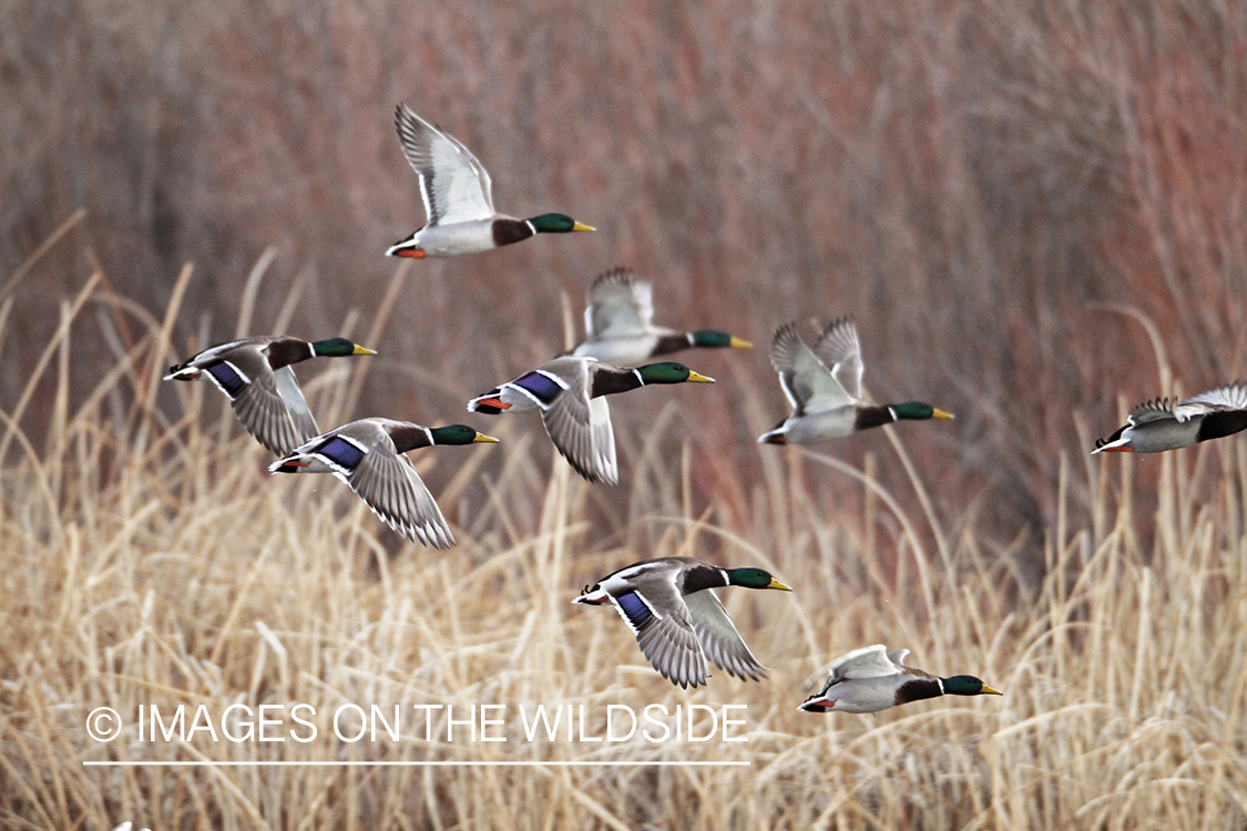 Flock of Mallards in flight.