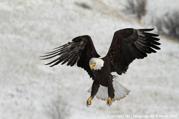 Bald eagle in flight.  