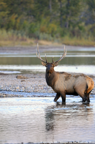 Rocky Mountain Bull Elk