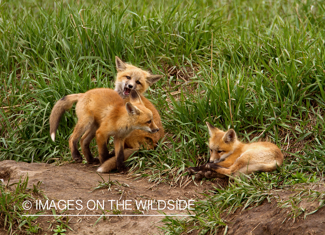 Red Fox pups playing near den. 