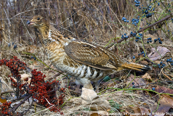 Ruffed Grouse in habitat. 