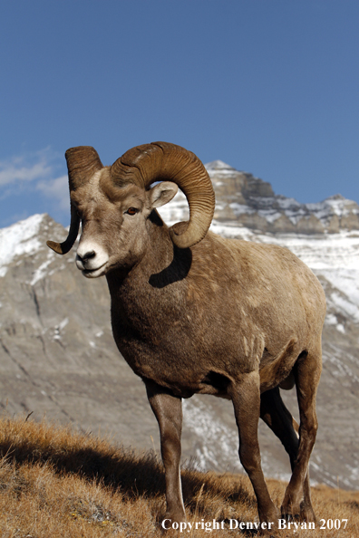 Rocky Mountain Bighorn Sheep