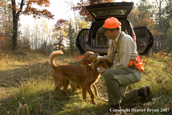 Upland game bird hunter with golden retrievers in field.
