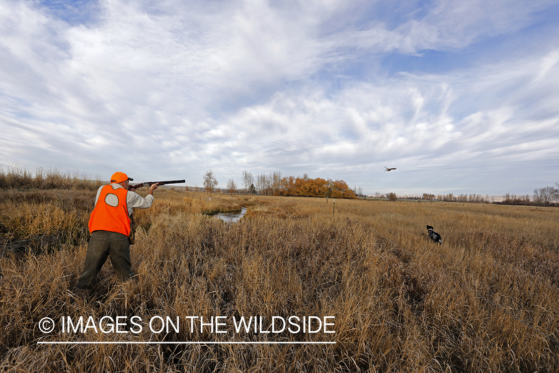 Pheasant hunter shooting at flushed game.