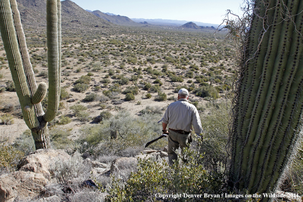 Upland game bird hunter hunting desert quail in Arizona.
