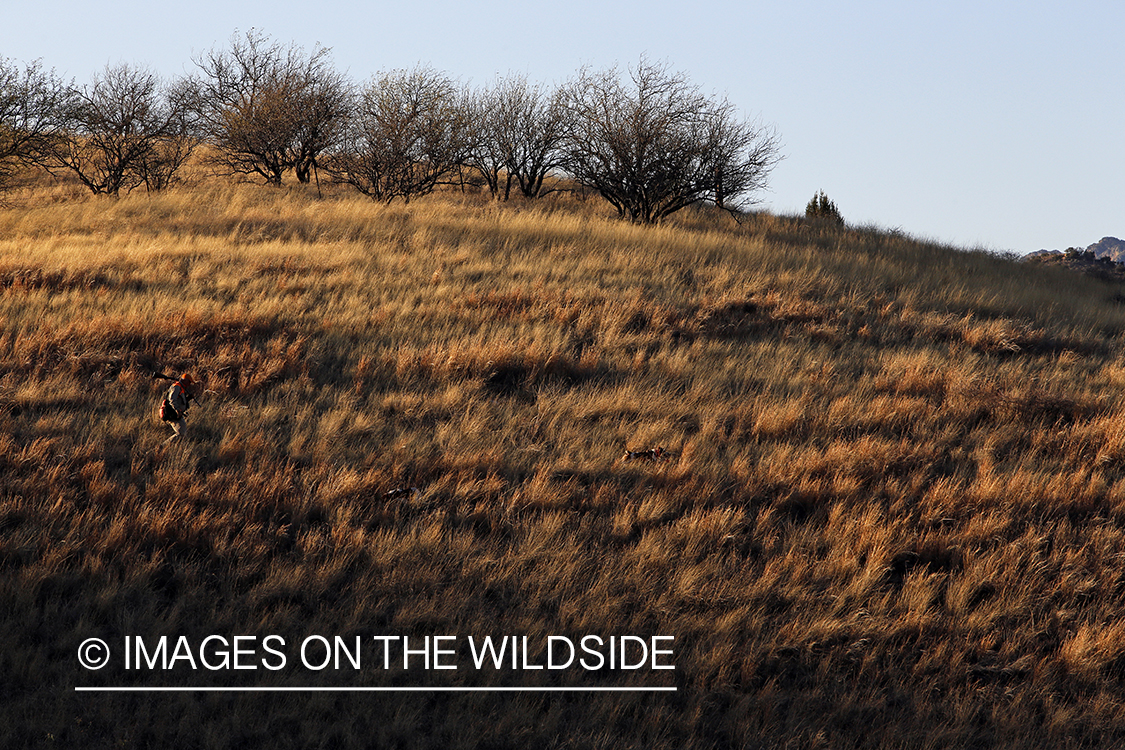 Mearns quail hunting with Brittany Spaniels.