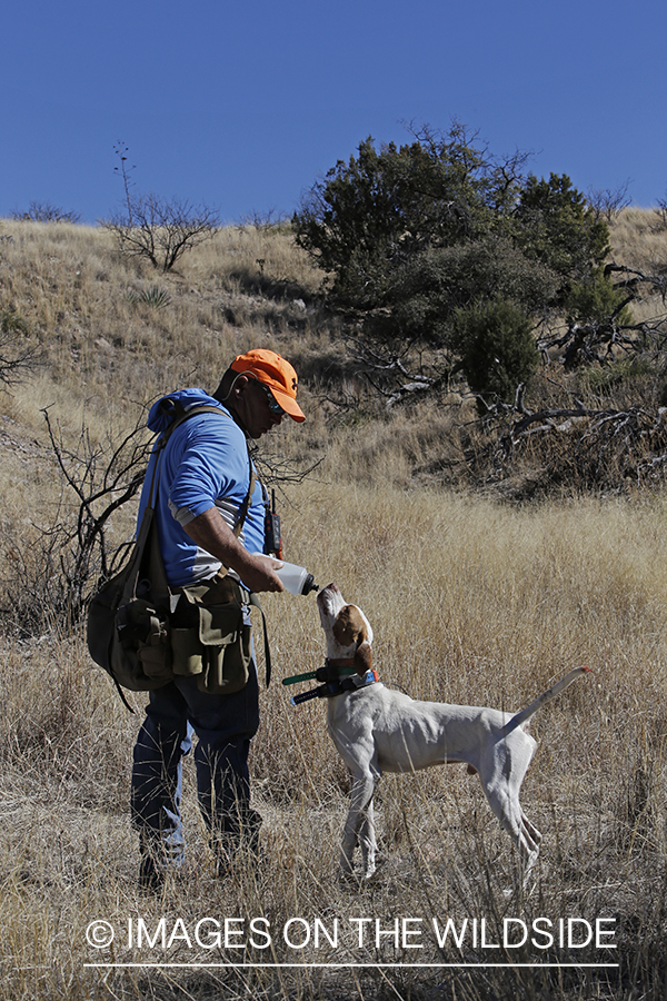 Upland game bird hunter giving dog water.