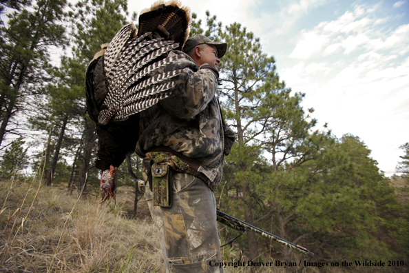 Hunter with bagged (Merriam's) turkey thrown over shoulder