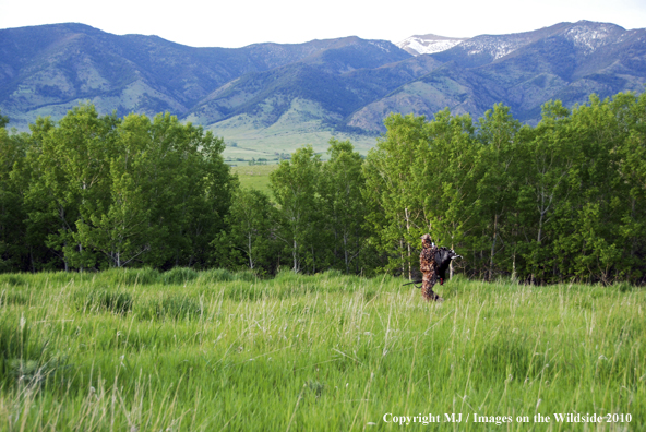 Turkey Hunter in Field