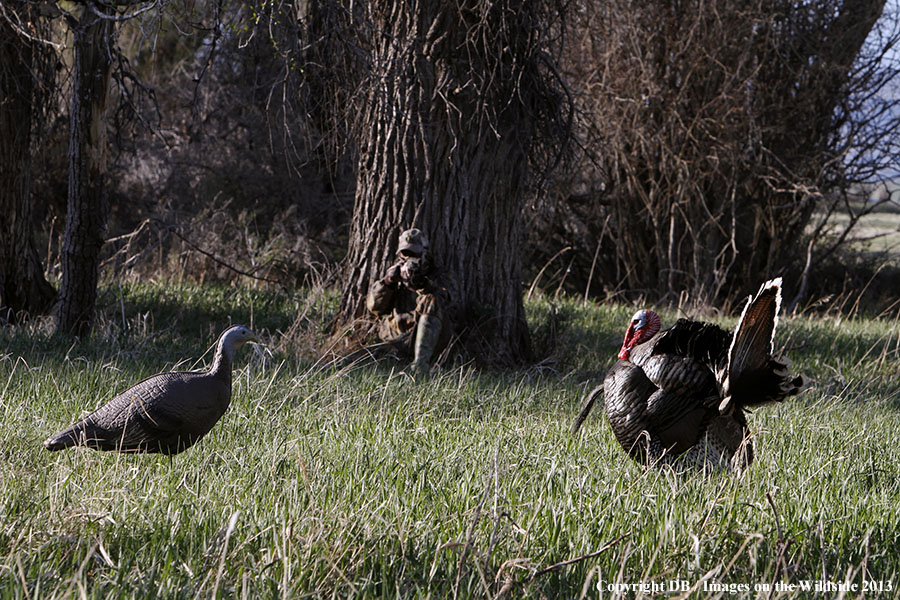 Turkey hunter shooting at gobbler with hen decoy.