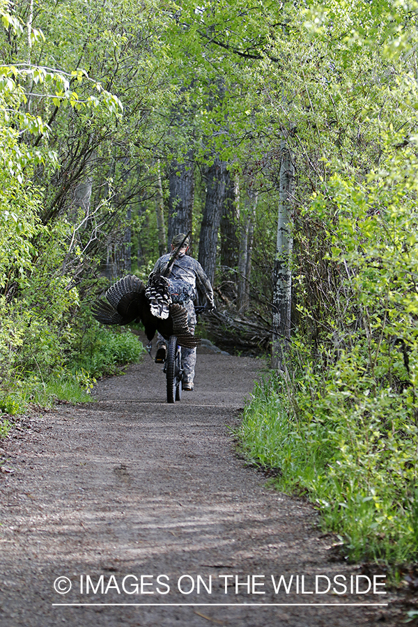 Turkey hunter with bagged turkey on mountain bike.