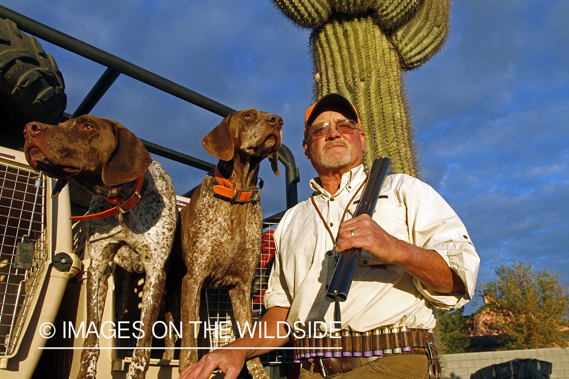 Gambel's Quail hunter with German Shorthaired Pointers on hunting trip in Arizona.