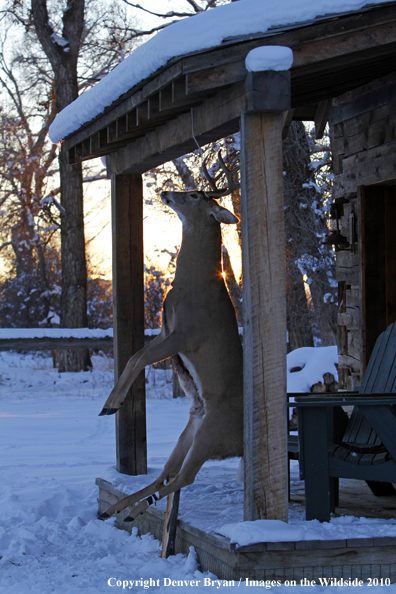 White-tailed buck killed by hunter. 