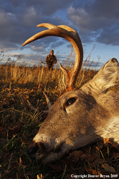 Bowhunter approaching whitetail buck kill.