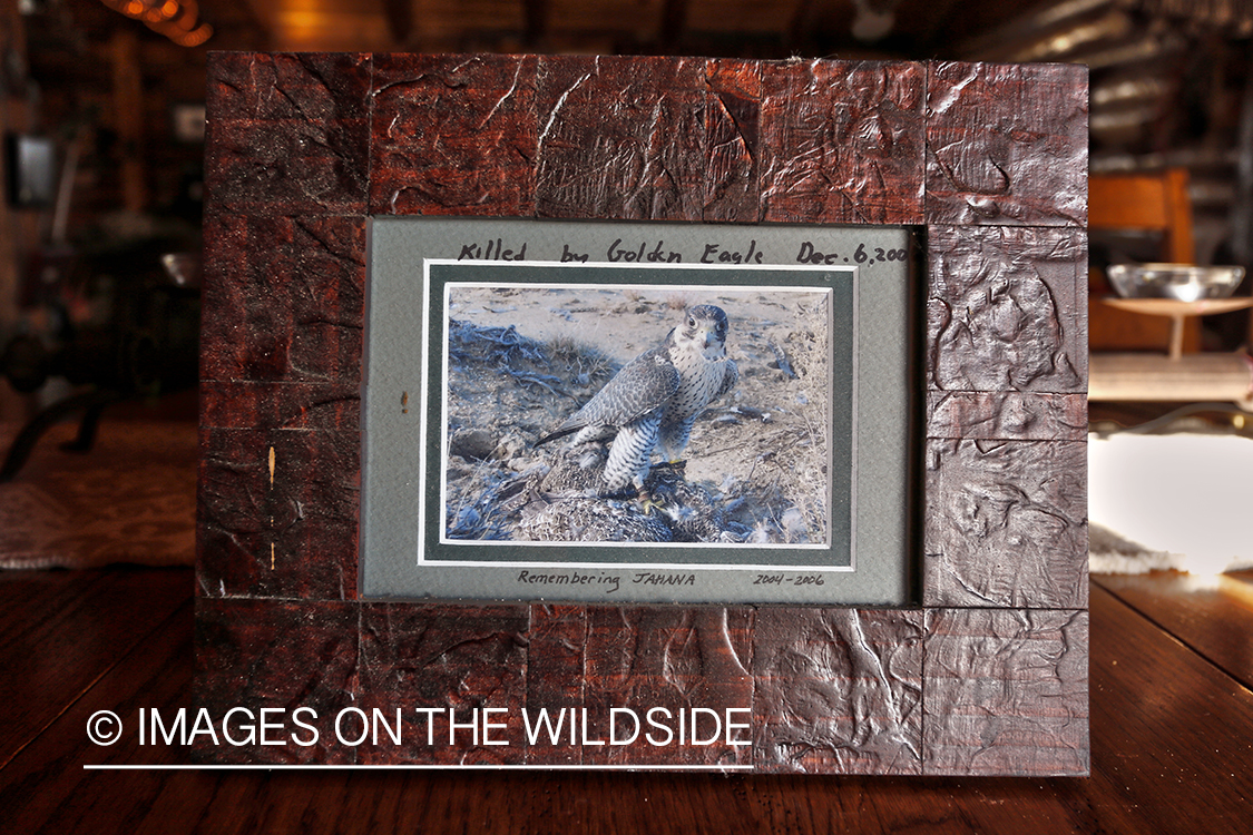 Decor in falconer's cabin.