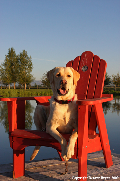 Yellow Labrador Retriever in chair