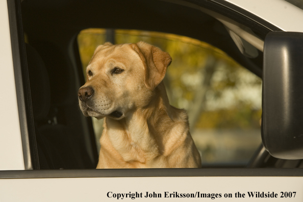Yellow Labrador Retriever sitting in pickup