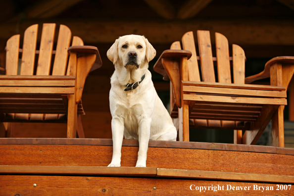 Yellow Labrador Retriever