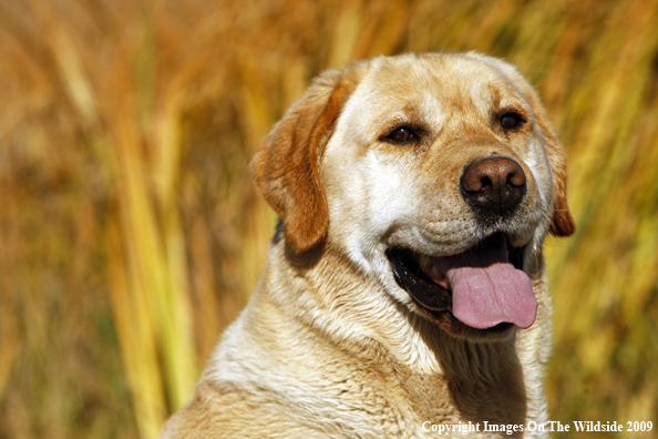 Yellow Labrador Retriever