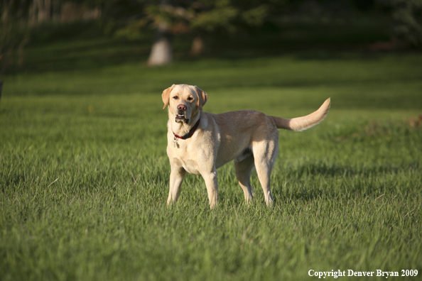 Yellow Labrador Retriever in yard