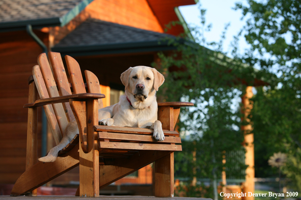 Yellow Labrador Retriever in chair
