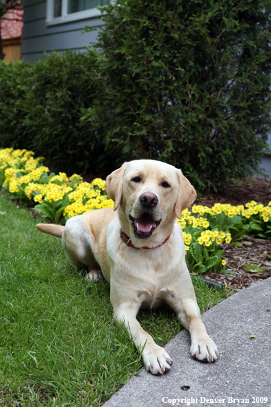 Yellow Labrador Retriever by flowers