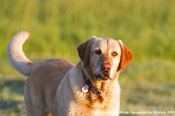 Yellow Labrador Retriever